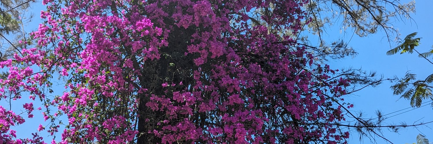 carolinap8a's profile banner image