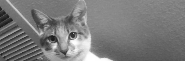 _deesssy's profile banner image