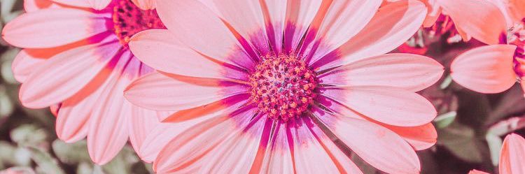 Christina 🌸 banner