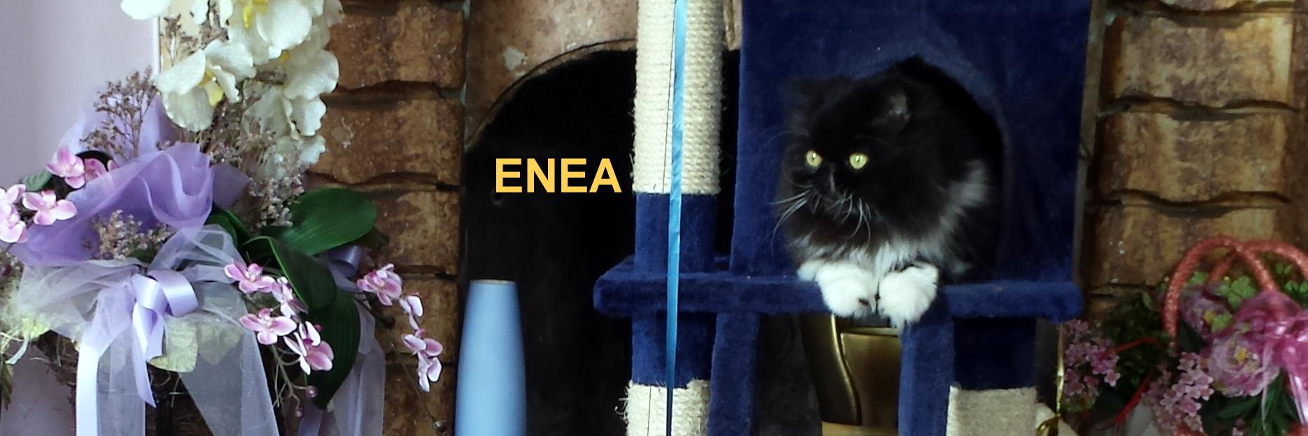 FloryBlackcat's profile banner image