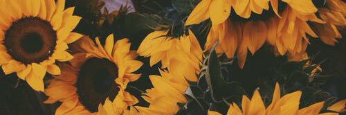 taylorgrace001's profile banner image