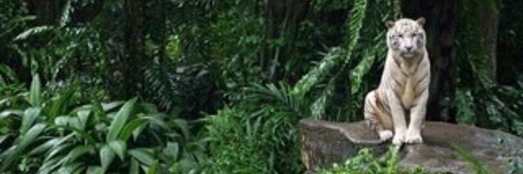 tradinqs's profile banner image