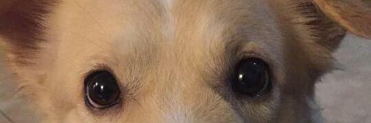 geffeh's profile banner image