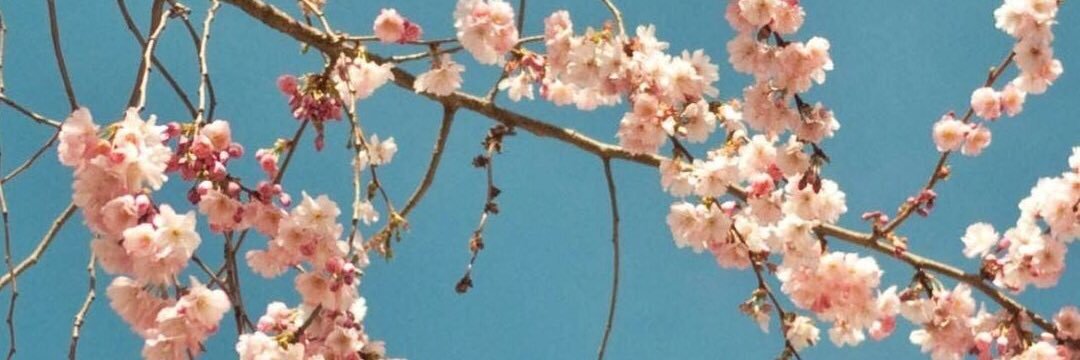 beriruify's profile banner image