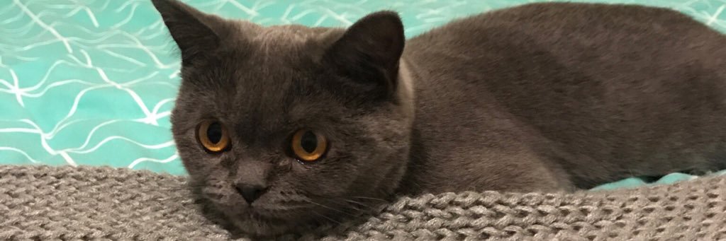 LottieLCarter's profile banner image
