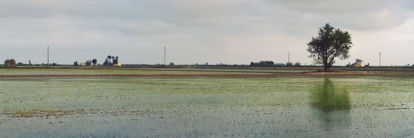 Peixo Profile Banner