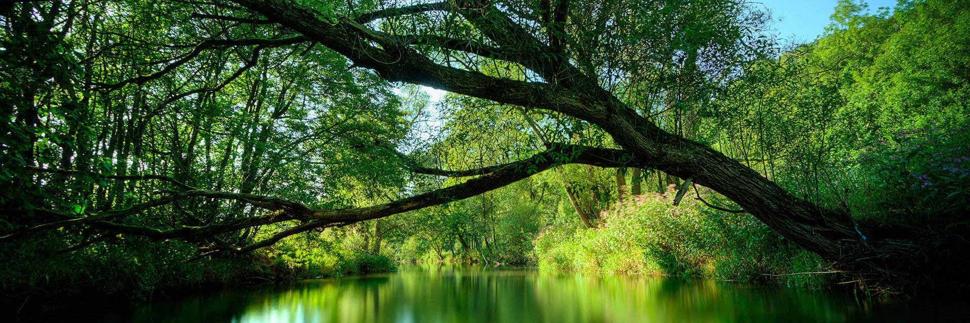 Ronda VanSanten banner
