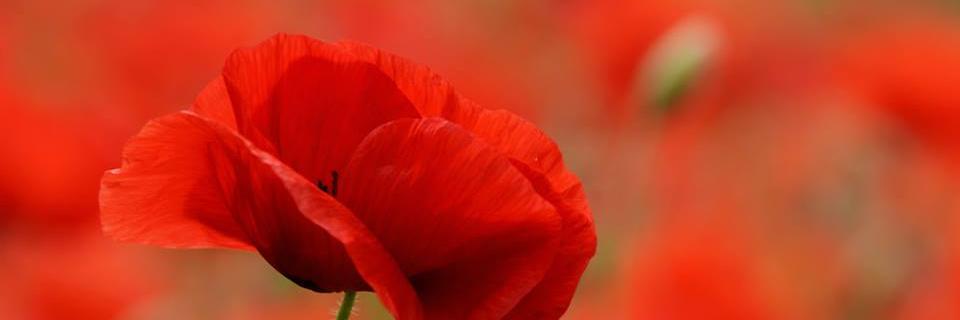 sabreen_mansour's profile banner image