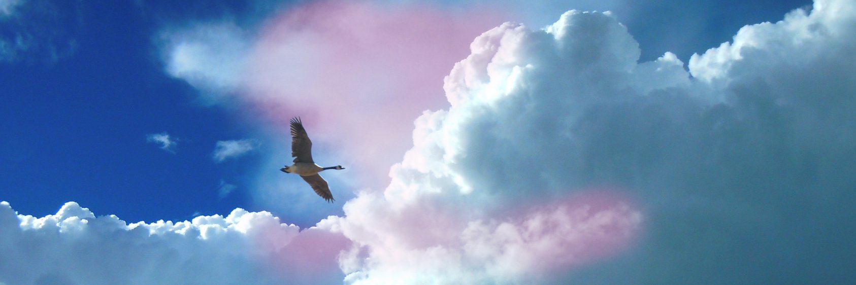 Amras888's profile banner image
