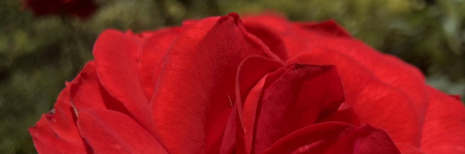 Nao_Martin's profile banner image