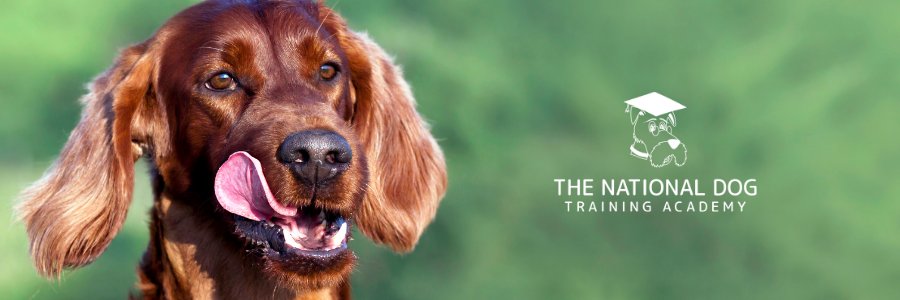 NDTA_Official's profile banner image
