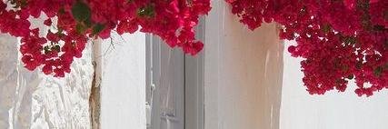carola596's profile banner image
