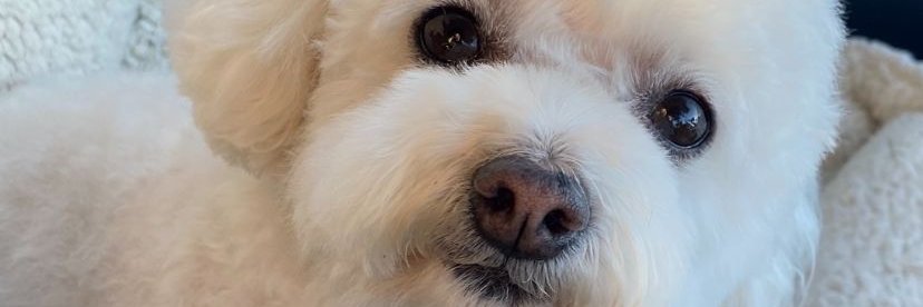 kellyloupiggott's profile banner image