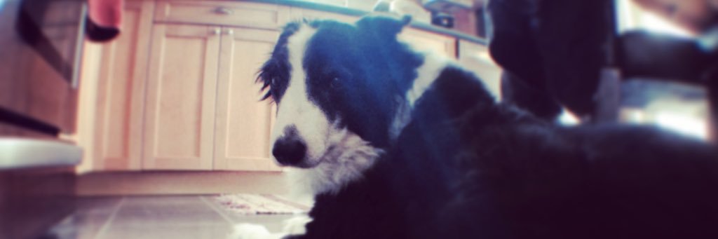 D banner