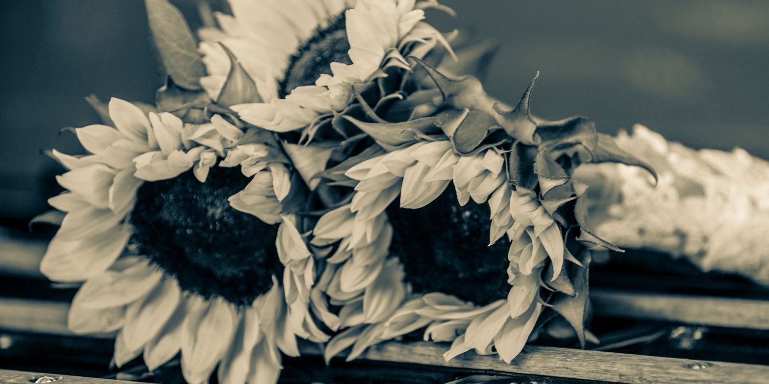 MolliHarrison's profile banner image