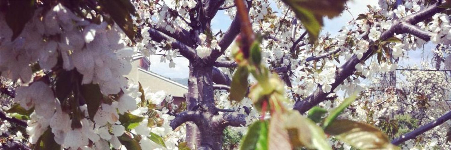 LauraAlvarezMor's profile banner image