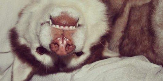 william brown banner