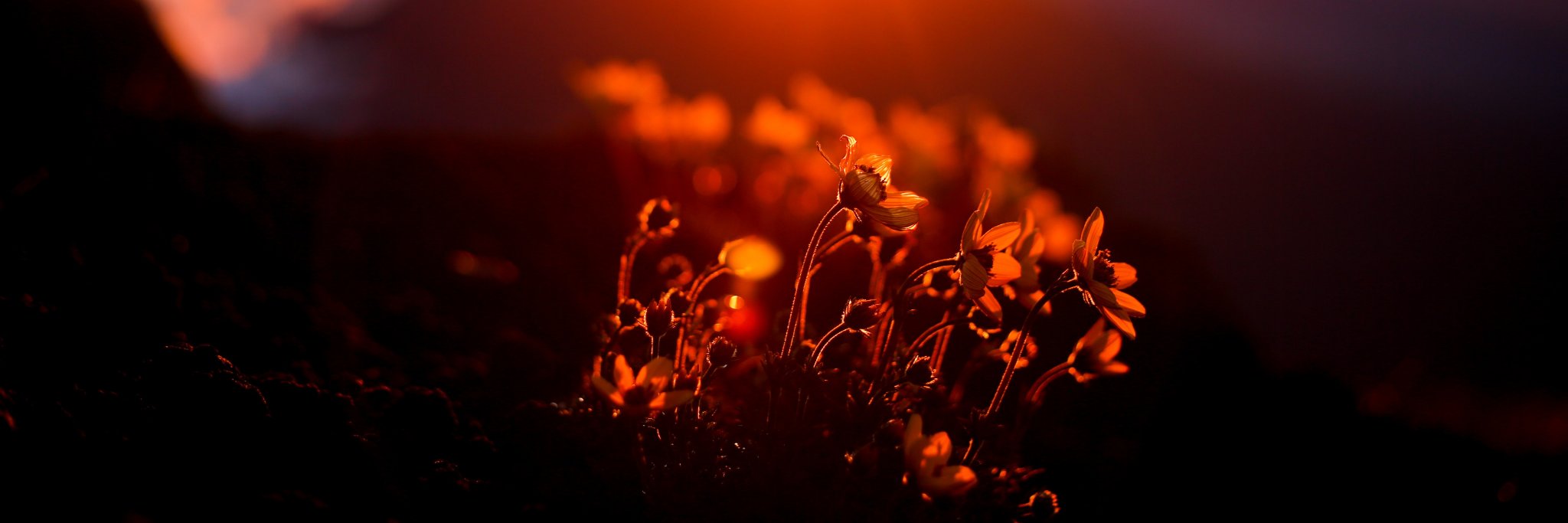 MariMortvedt's profile banner image
