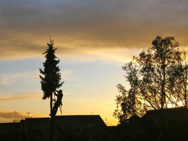Bensaxtontrees's profile banner image