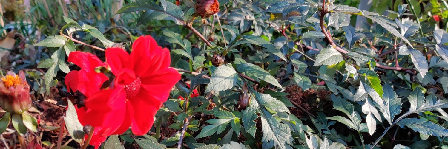 Trisha Lynn🇨🇦🇮🇪🇺🇸 banner