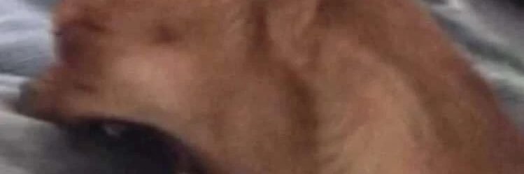 jennykuht's profile banner image