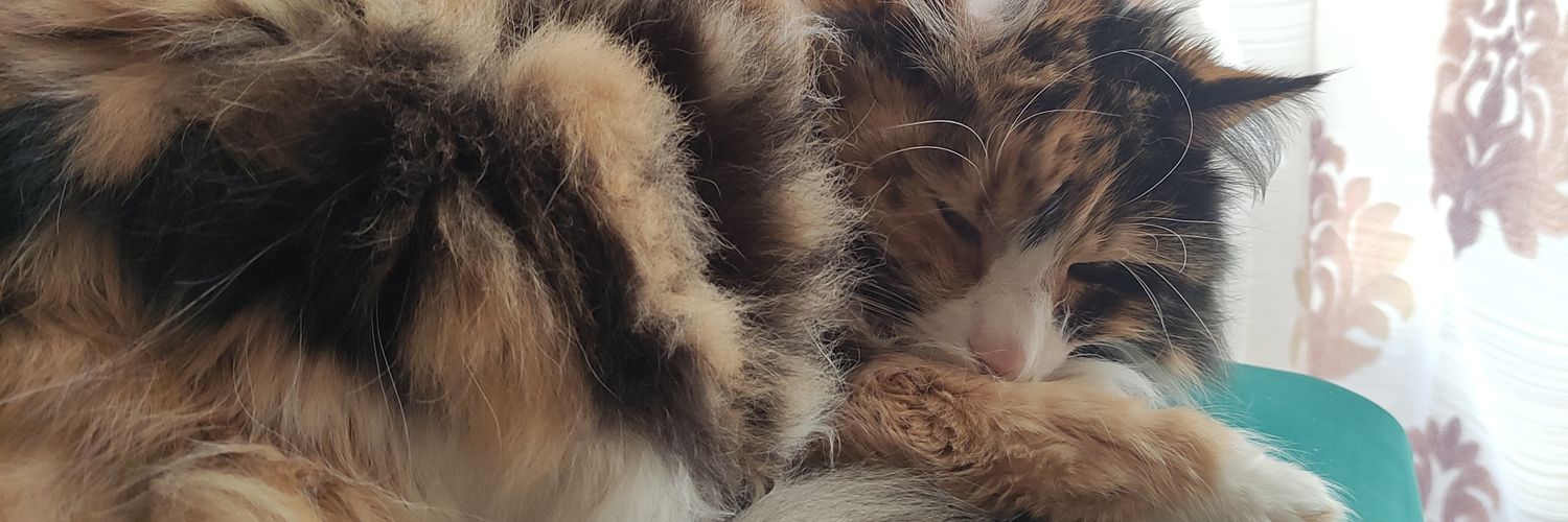 Yopinca's profile banner image