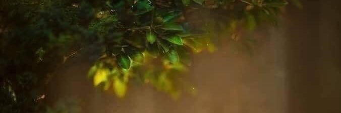 LentesdeVida's profile banner image