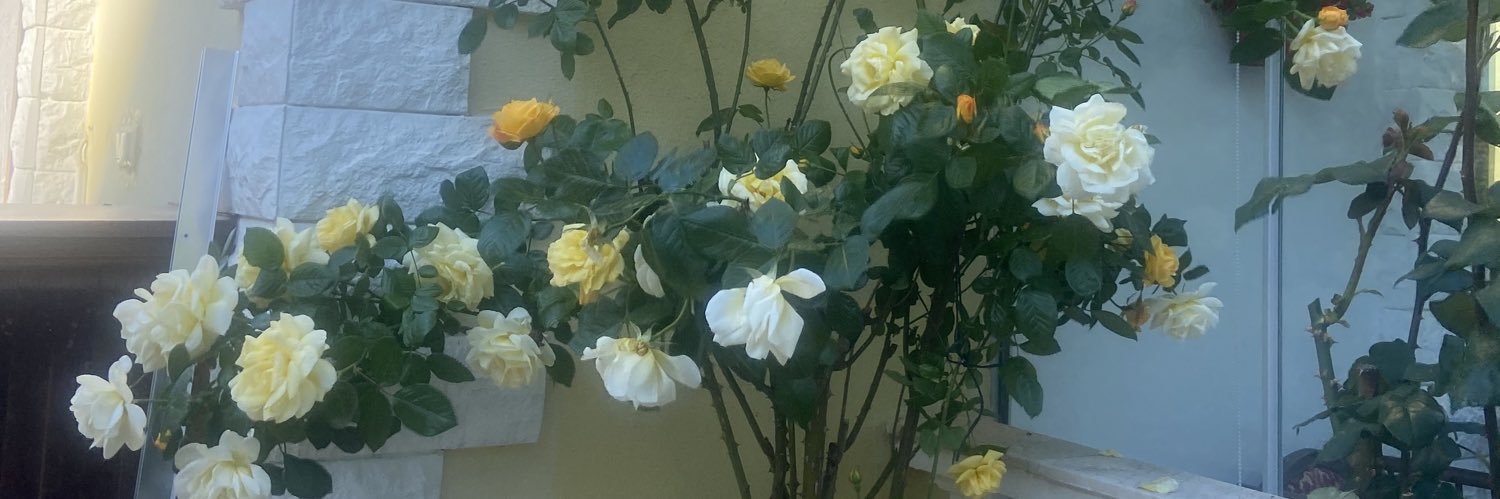 Serpil Tuncay Yetişkul banner