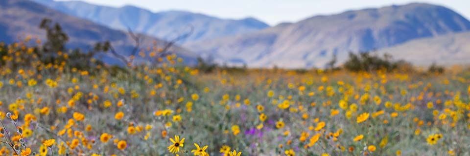 PrismaticBeing's profile banner image