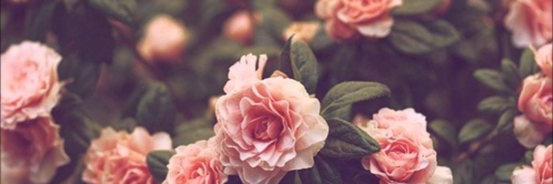 fanivlos's profile banner image