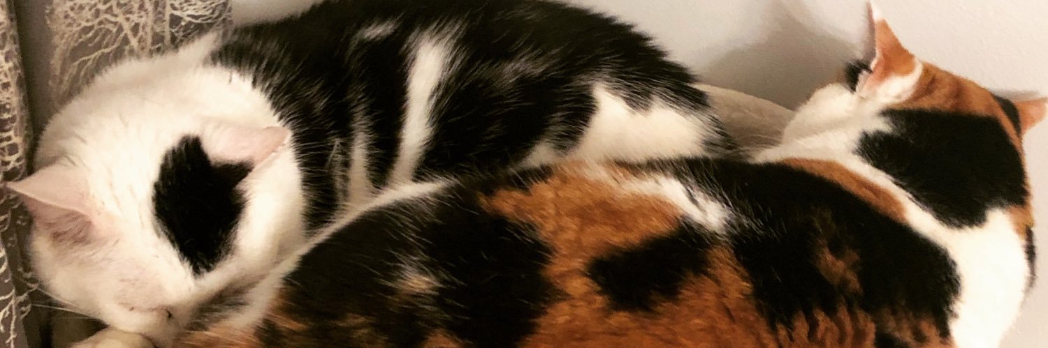 SillyMangoXx's profile banner image