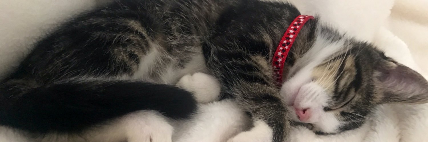 ally_cat12's profile banner image