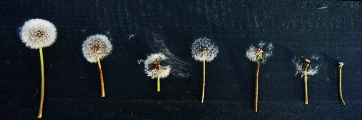 Dilekk_Ak's profile banner image
