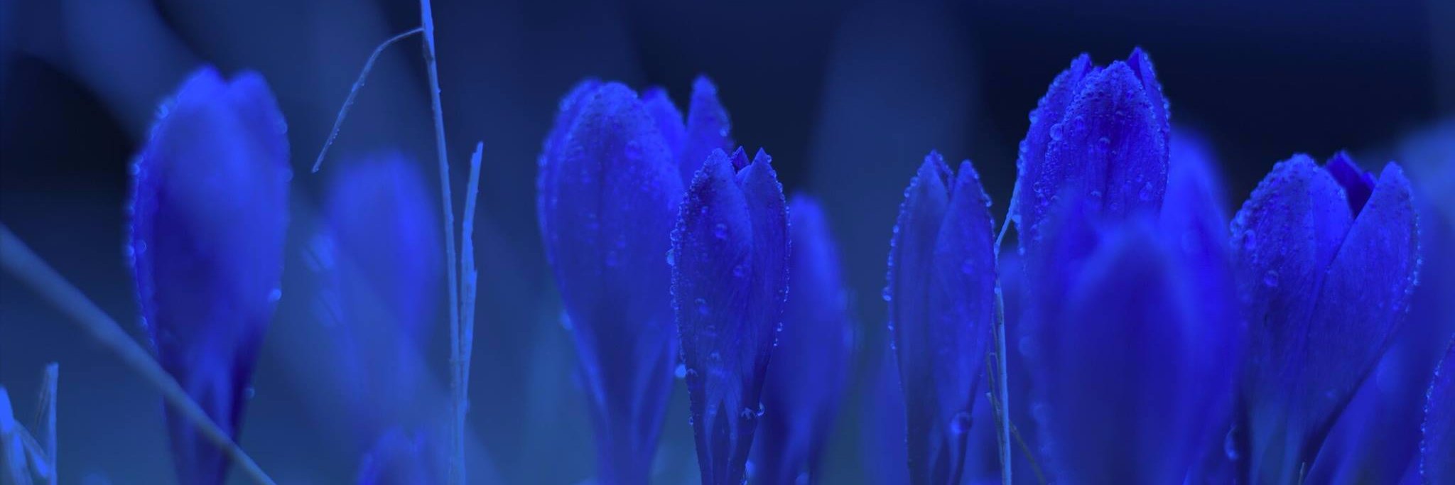 il_ili's profile banner image