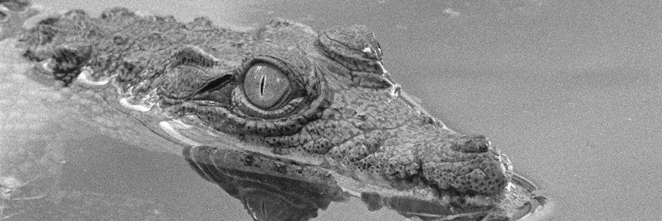 coline garré banner