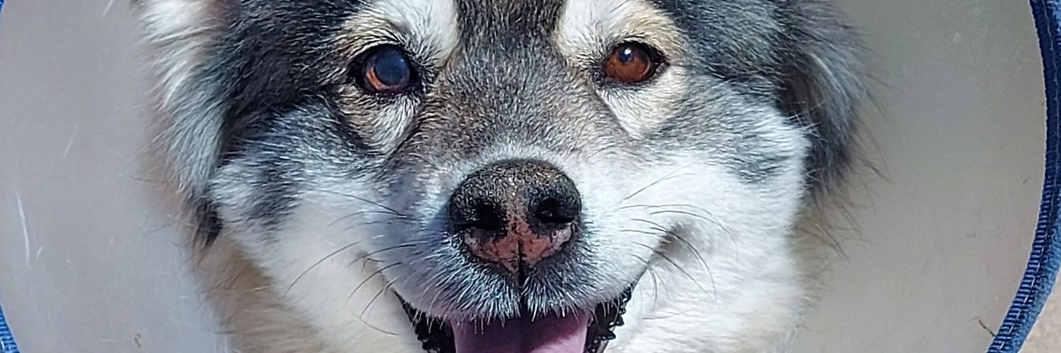paulaluciaro's profile banner image