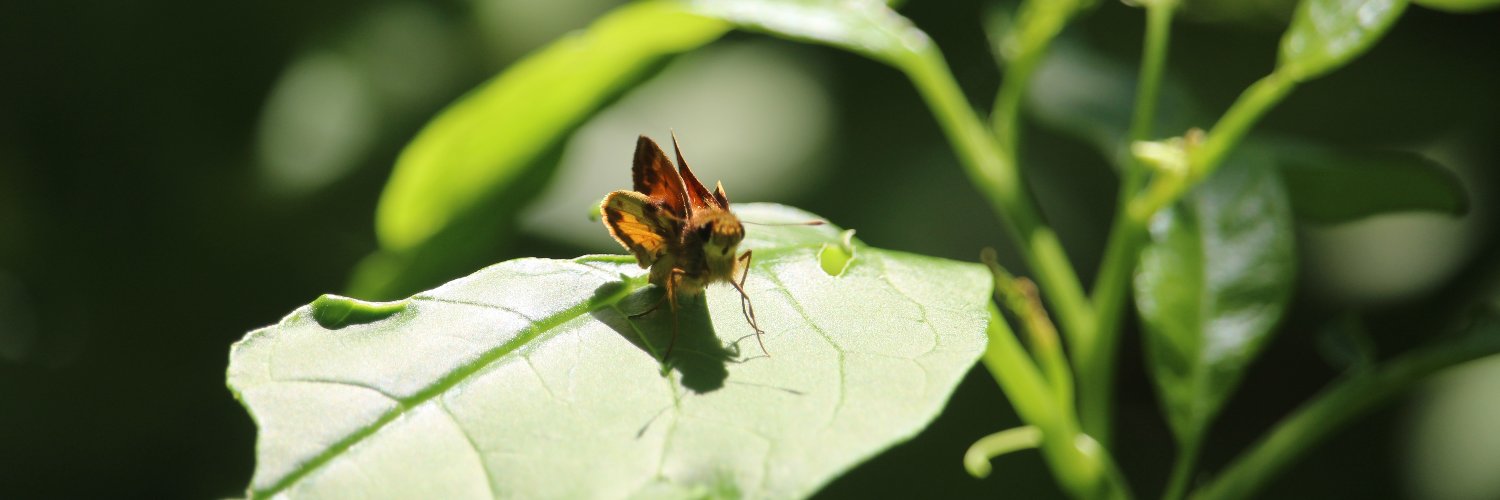 Matthew Sablan banner