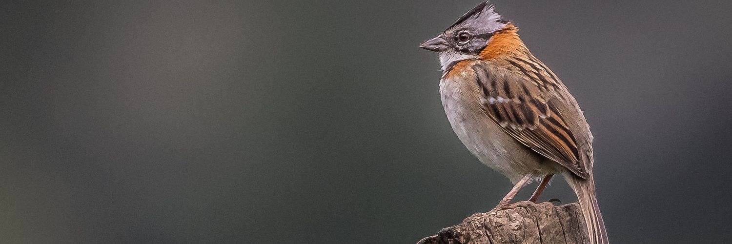 ailianfoto's profile banner image