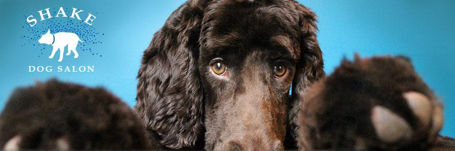 ShakeDogSalon's profile banner image