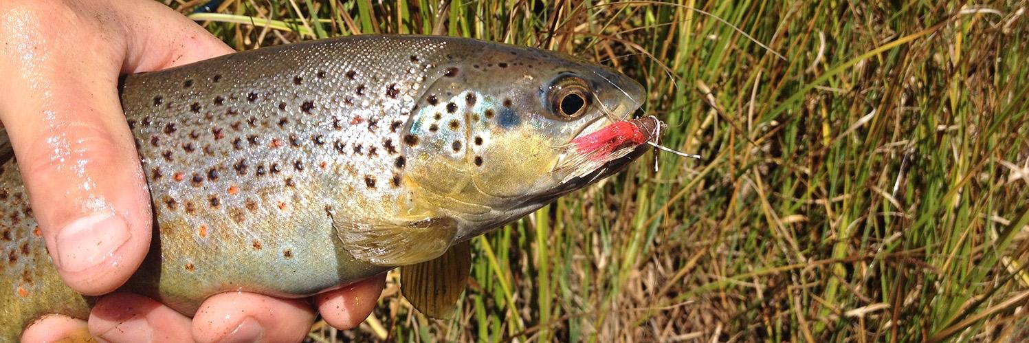 theflytrout's profile banner image