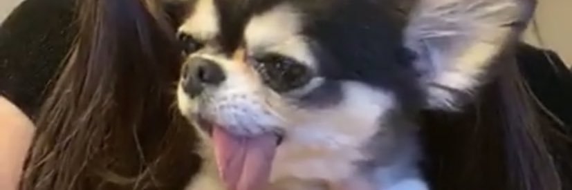 UppyPonta's profile banner image