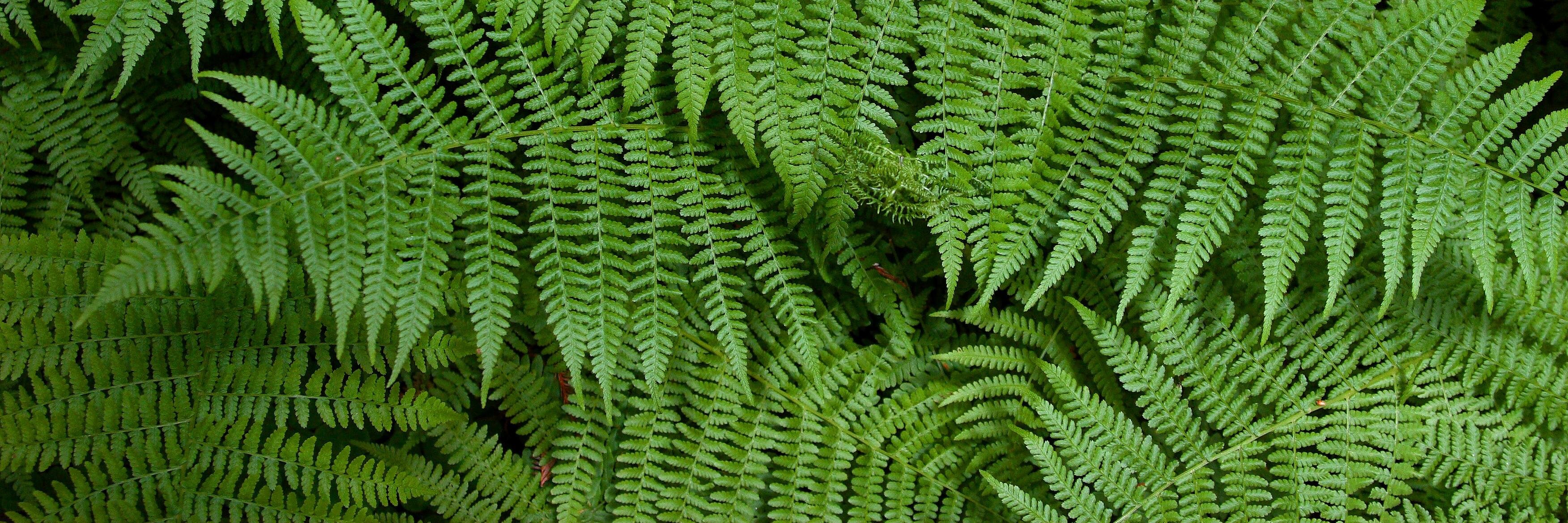 CWDesignNature's profile banner image