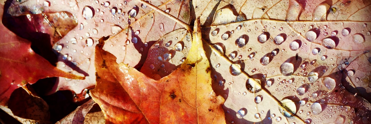 Mrs. Armstrong banner