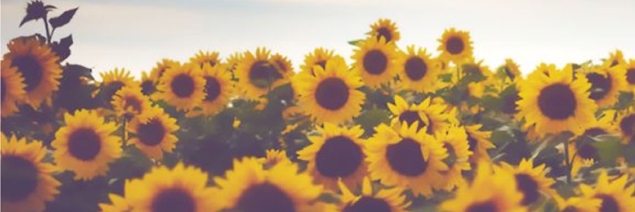 HanMasSmi's profile banner image