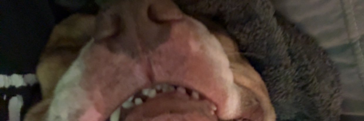 zeuserikpebbles banner