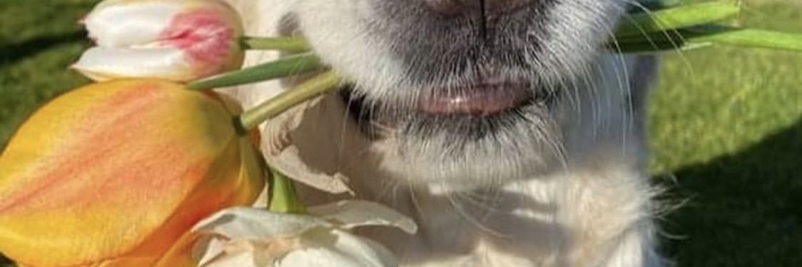 claraeto's profile banner image