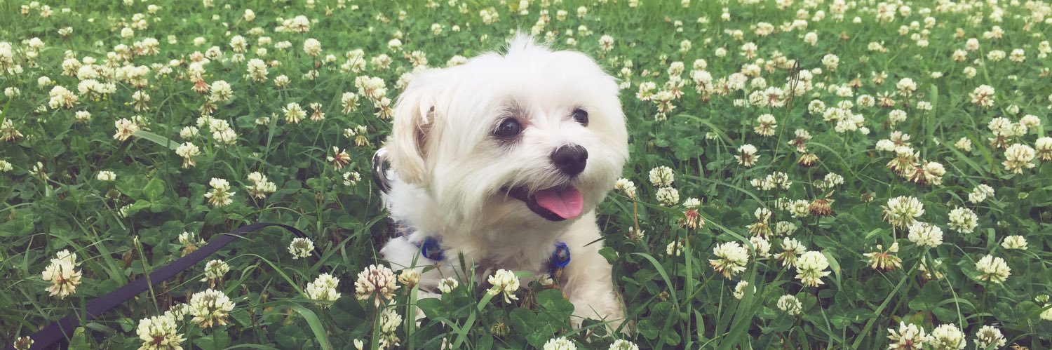 dftbaRachel.dftba.social banner