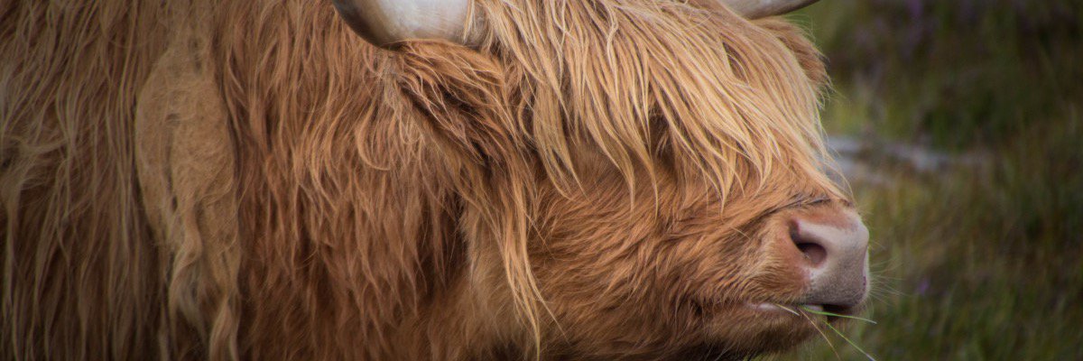 gazshears's profile banner image