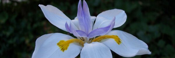 lavender Profile Banner