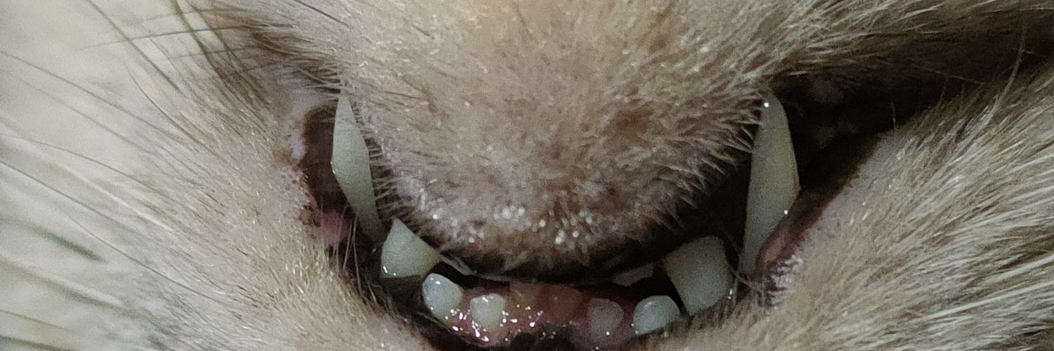 ftnnni_'s profile banner image